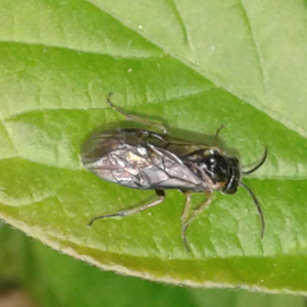 Tenthredinidae 1 da ID